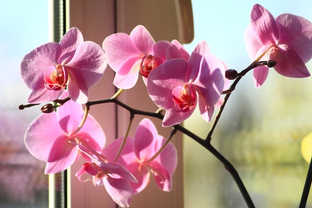 piękna gałąź kwitnącej orchidei na oknie