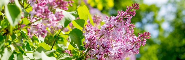 Piękna gałąź kwitnących świeżych kwiatów bzu na niewyraźne zielone liście w tle z miejscem na kopięNaturalna wiosna w tleLarge liliowy oddział kwiat baner internetowy