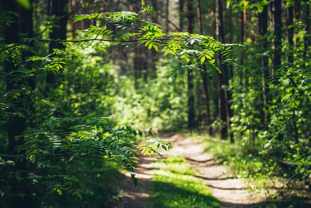 Piękna Gałąź Z żywymi Zielonymi Liśćmi Na Słonecznym Tle Bokeh Zieleni