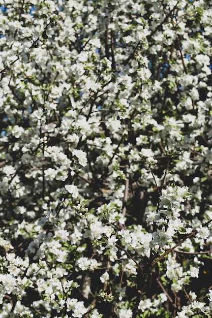 Piękna, gęsto kwitnąca jabłoń (malus), białe kwiaty, w słońcu, w wiosenny dzień.