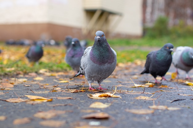 Piękna gołębica z opalizującą kolorystyką na chodniku w środowisku miejskim jesienią. Urlop jesienny. Gołąb patrzy w kamerę