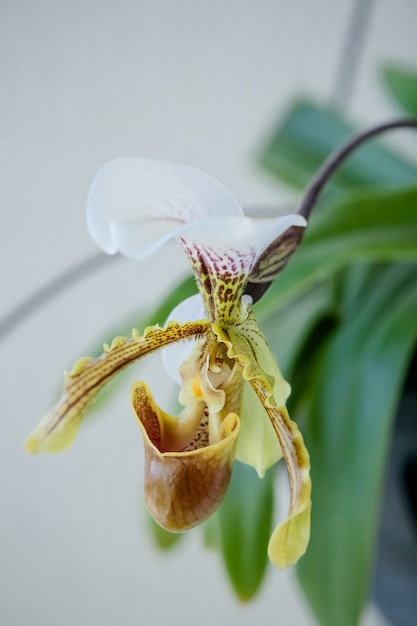 piękna i kolorowa orchidea do butów zimą