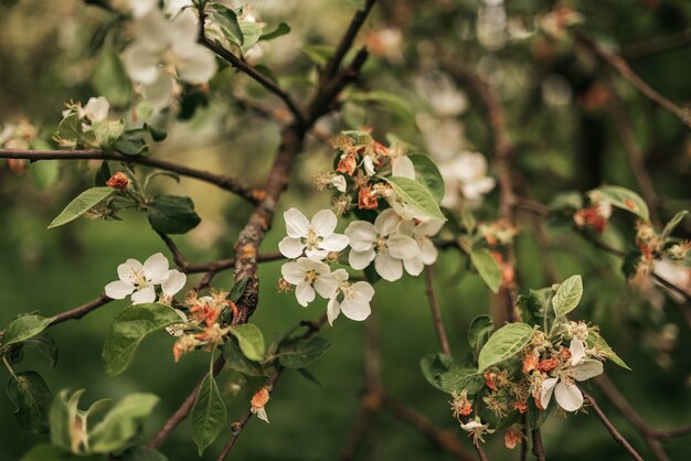 Zdjęcie piękna jabłoń w pełnym rozkwicie na wiosnę