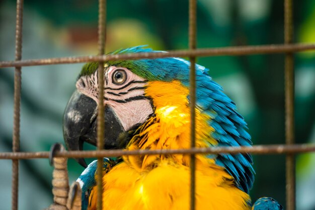 Piękna jasna papuga ara w zoo