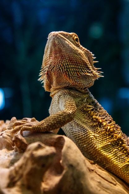 Piękna Jaszczurka Brodaty Agama Pogona Vitticeps