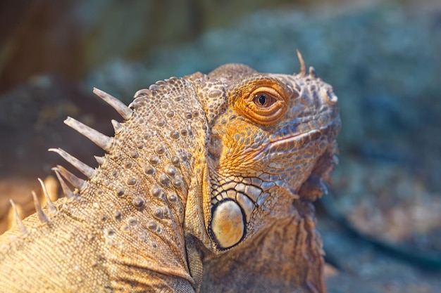 piękna jaszczurka Iguana iguana z bliska