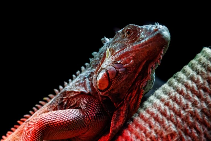 Zdjęcie piękna jaszczurka iguana