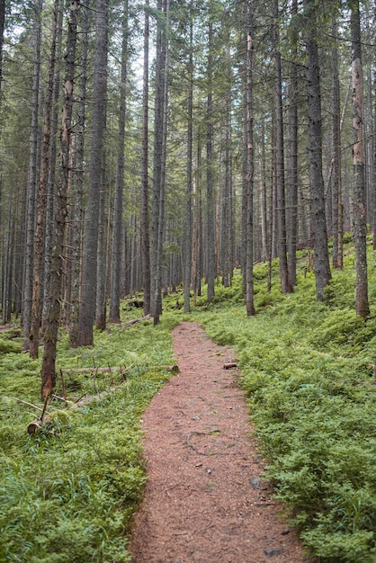 Piękna jesień leśna górska ścieżka o zachodzie słońca. Turystyka piesza. Narodowy park przyrody