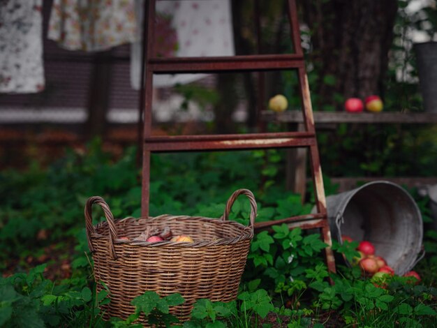 Zdjęcie piękna jesień martwa natura w sadzie jabłkowym