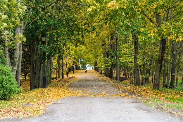 Piękna jesień w parku miejskim. Kolorowa nawa z klonami z zielonymi i żółtymi liśćmi oraz postacią człowieka z psem. Piękna natury scena przy sezonem jesiennym. Jesienny park na Białorusi