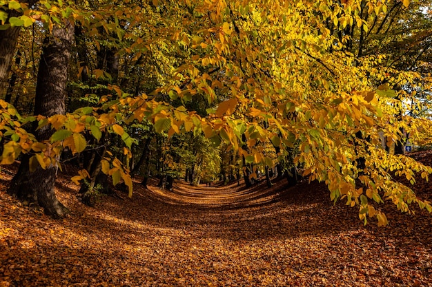 Piękna jesienna droga krajobrazowa z liśćmi i drzewami