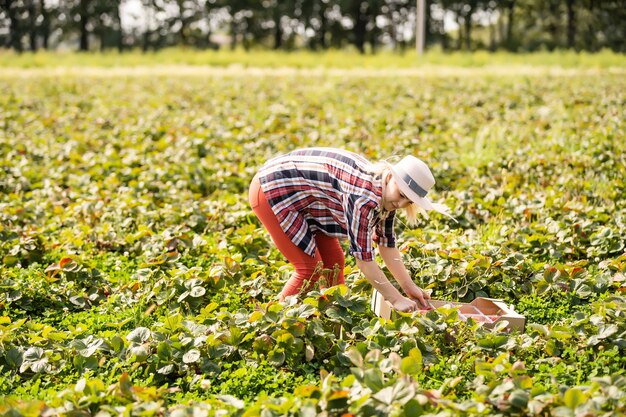 Piękna kobieta je truskawkę podczas zbierania truskawek na farmie