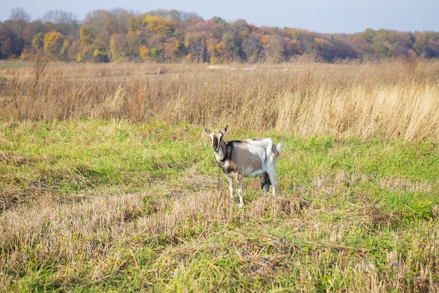 Piękna koza domowa jest przywiązana do pastwiska na zielonej trawie w polu.