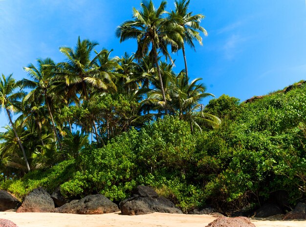 Piękna krajobrazowa plaża w Goa w Indiach