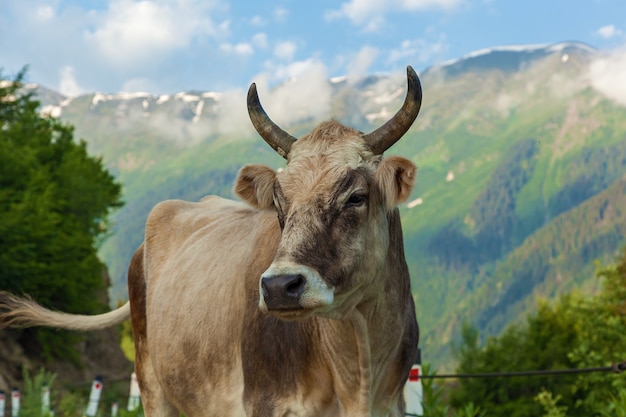 Piękna krowa stojąca na drodze na tle gór w pobliżu wsi Mestia, Georgia