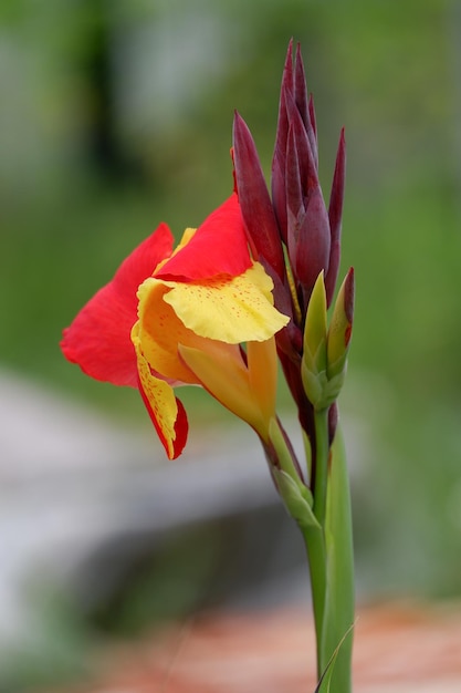 piękna kwitnąca Canna Lily