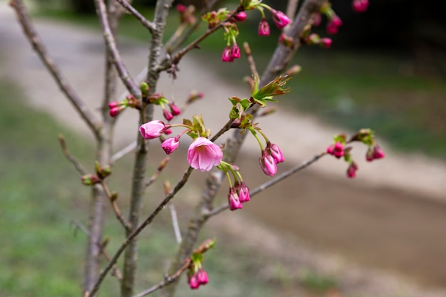 Piękna Kwitnąca Japońska Wiśnia - Sakura. Tło Z Kwiatami Na Wiosenny Dzień.