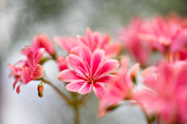 Zdjęcie piękna kwitnąca lewisia w słonecznym kwietniu lewisia cotyledon siskiyou lewisia cliff maids