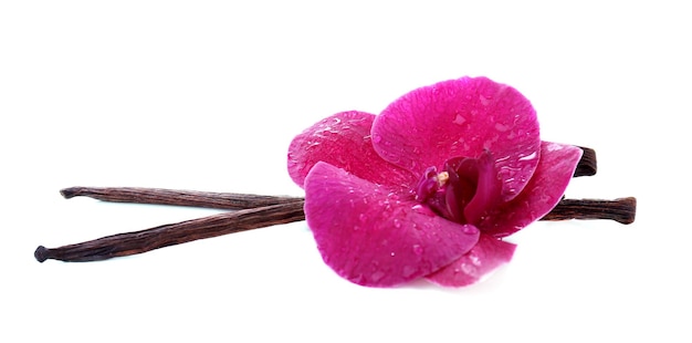 Piękna kwitnąca orchidea i laski wanilii na białym tle