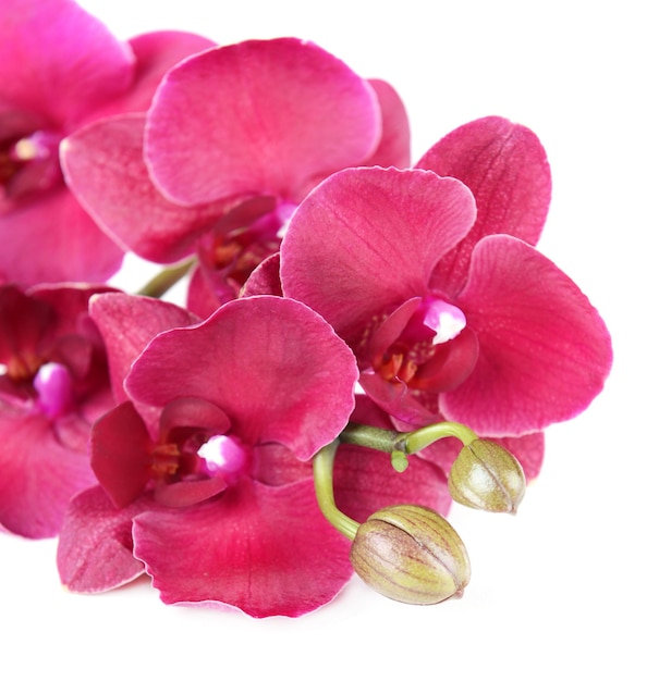 Piękna Kwitnąca Orchidea Na Białym Tle