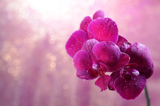 Piękna kwitnąca orchidea na jasnym tle koloru