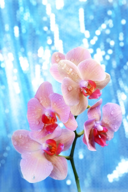 Piękna kwitnąca orchidea na jasnym tle