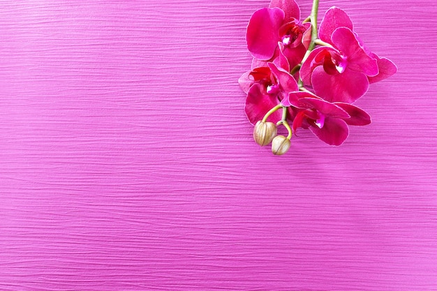 Zdjęcie piękna kwitnąca orchidea na kolorowym tle