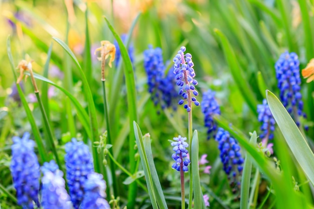 Piękna łąka Jasnoniebieskie kwiaty ormiańskiego muskari