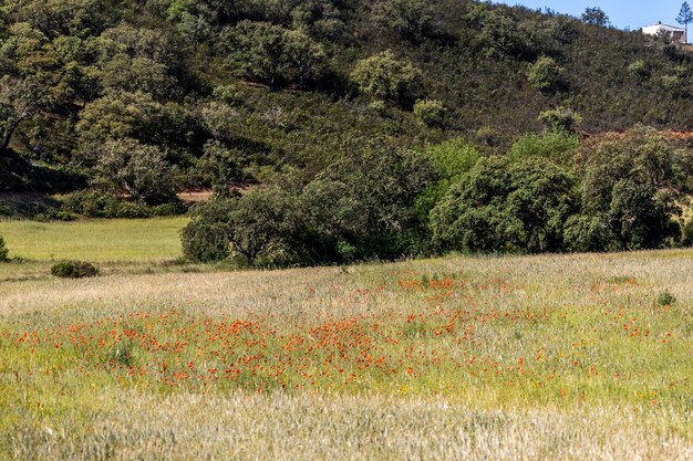 Piękna łata wiosennych kwiatów kwitnących na wsi w regionie Algarve