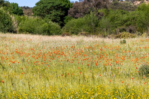 Piękna łata wiosennych kwiatów kwitnących na wsi w regionie Algarve