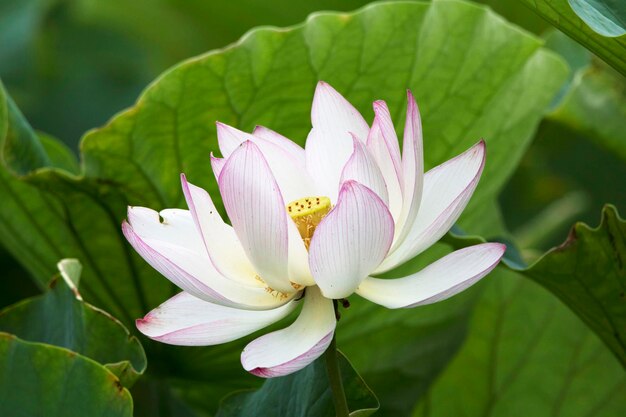 piękna lilia wodna i zdjęcie lotosu