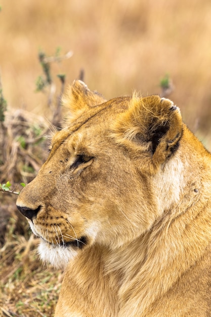 Piękna Lwica Z Kenii Z Afryki Masai Mara