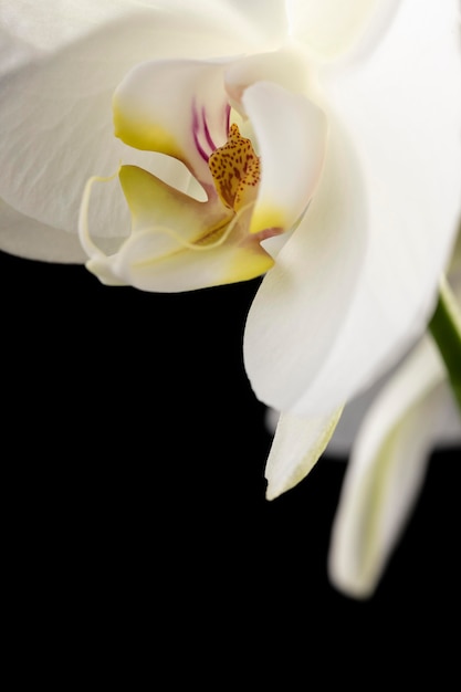 Zdjęcie piękna makro biała orchidea
