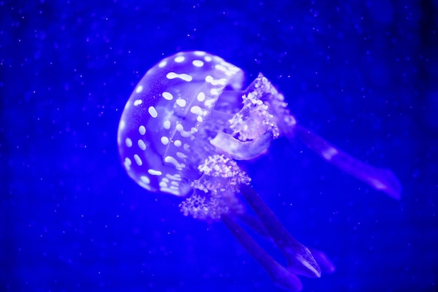 Piękna meduza meduza w świetle neonów z rybami Podwodne życie w meduzach oceanicznych