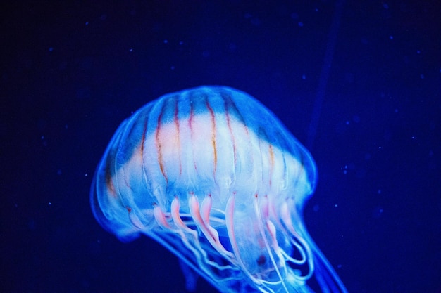 Piękna meduza meduza w świetle neonów z rybami Podwodne życie w meduzach oceanicznych