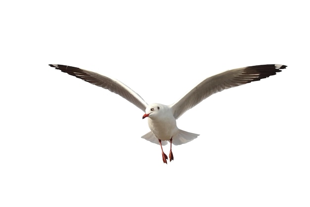Piękna mewa latająca na białym tle.