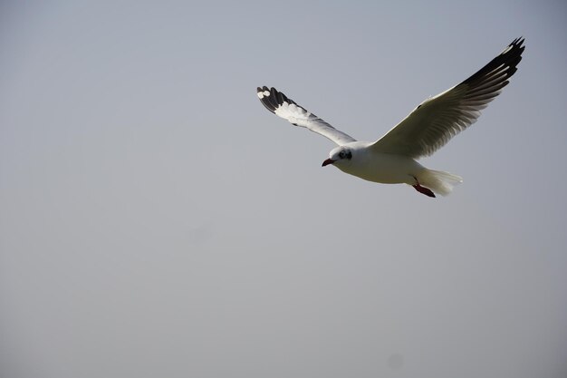 Zdjęcie piękna mewa latająca w niebie jezioro chilika