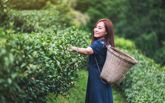 Piękna młoda Azjatka zbierająca liście herbaty na górskiej plantacji herbaty