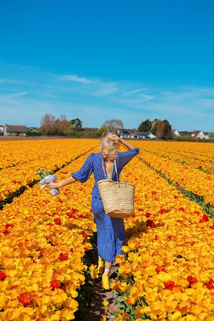 Piękna młoda blond kobieta w niebieskiej sukience trzyma słomiany kosz widziany z tyłu w polu tulipanów żółty i pomarańczowy kwiat w słoneczny letni dzień na tle jasnego nieba Koncepcja podróży natury
