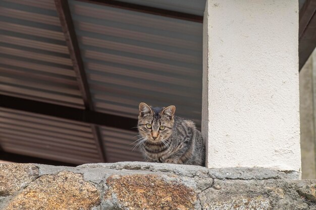 Piękna młoda kotka o pięknych oczach i pręgowanej sierści obserwuje nas schowanych za kolumną
