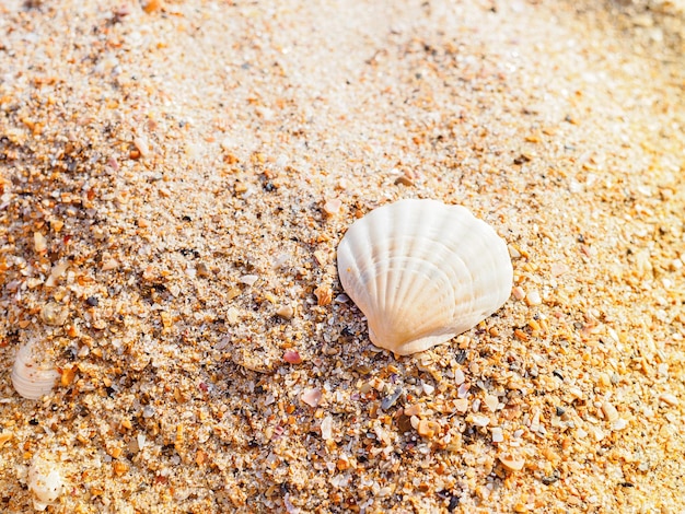 Piękna Muszla Małża W Słońcu Na Plaży Z Bliska