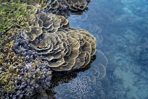 Piękna natura podwodna Niewiarygodne kolorowe życie w oceanie