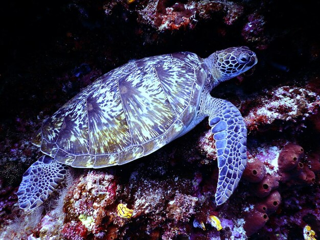 Piękna natura podwodna Niewiarygodne kolorowe życie w oceanie