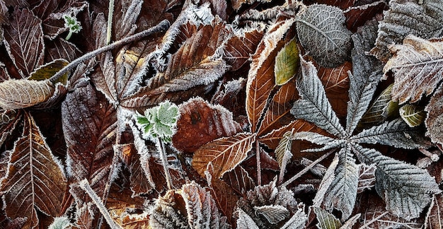 piękna naturalna zielona roślina