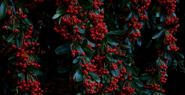 Zdjęcie piękna naturalna zielona roślina