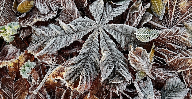 Piękna Naturalna Zielona Roślina