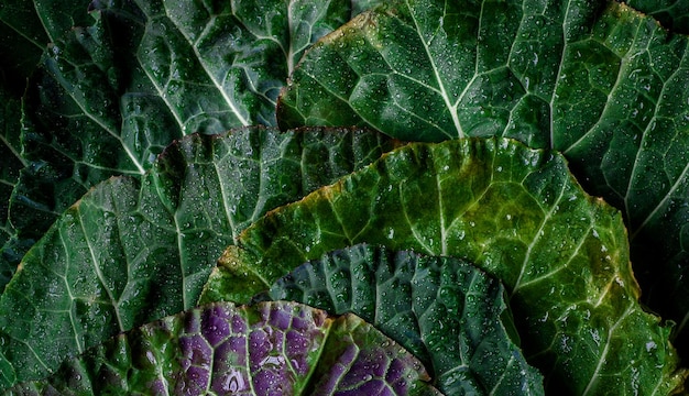 piękna naturalna zielona roślina