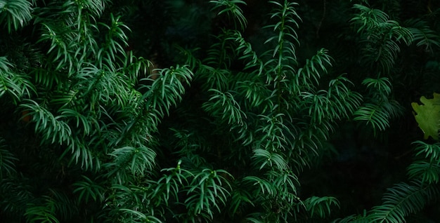 piękna naturalna zielona roślina