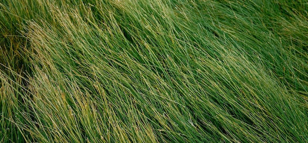 piękna naturalna zielona roślina