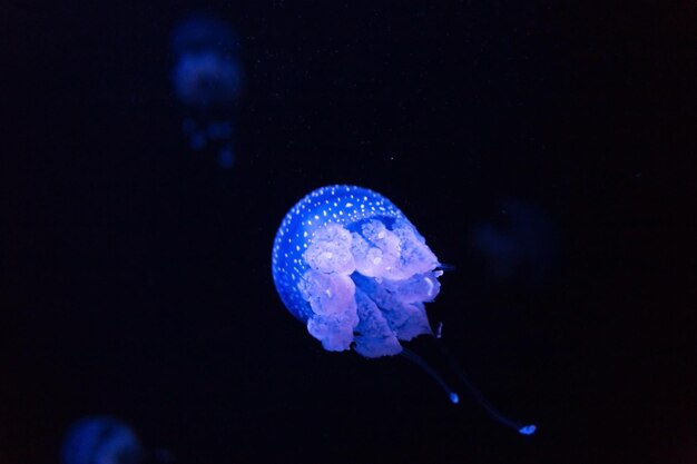 Piękna Neonowofioletowoniebieska Meduza Pływa W Głębinach Niesamowita łódź Podwodna Wild Life